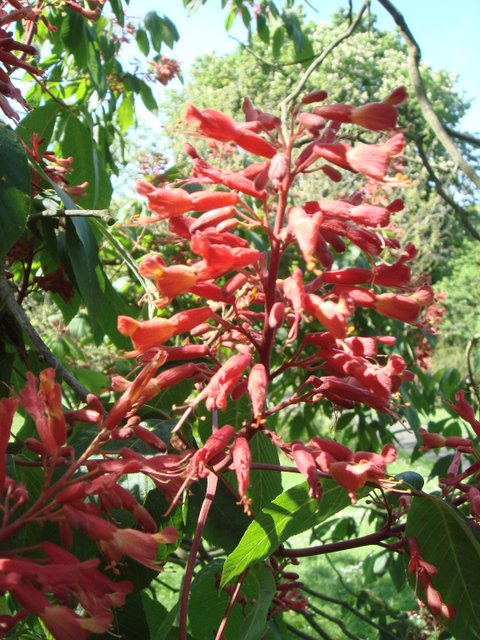 Aesculus pavia fleur